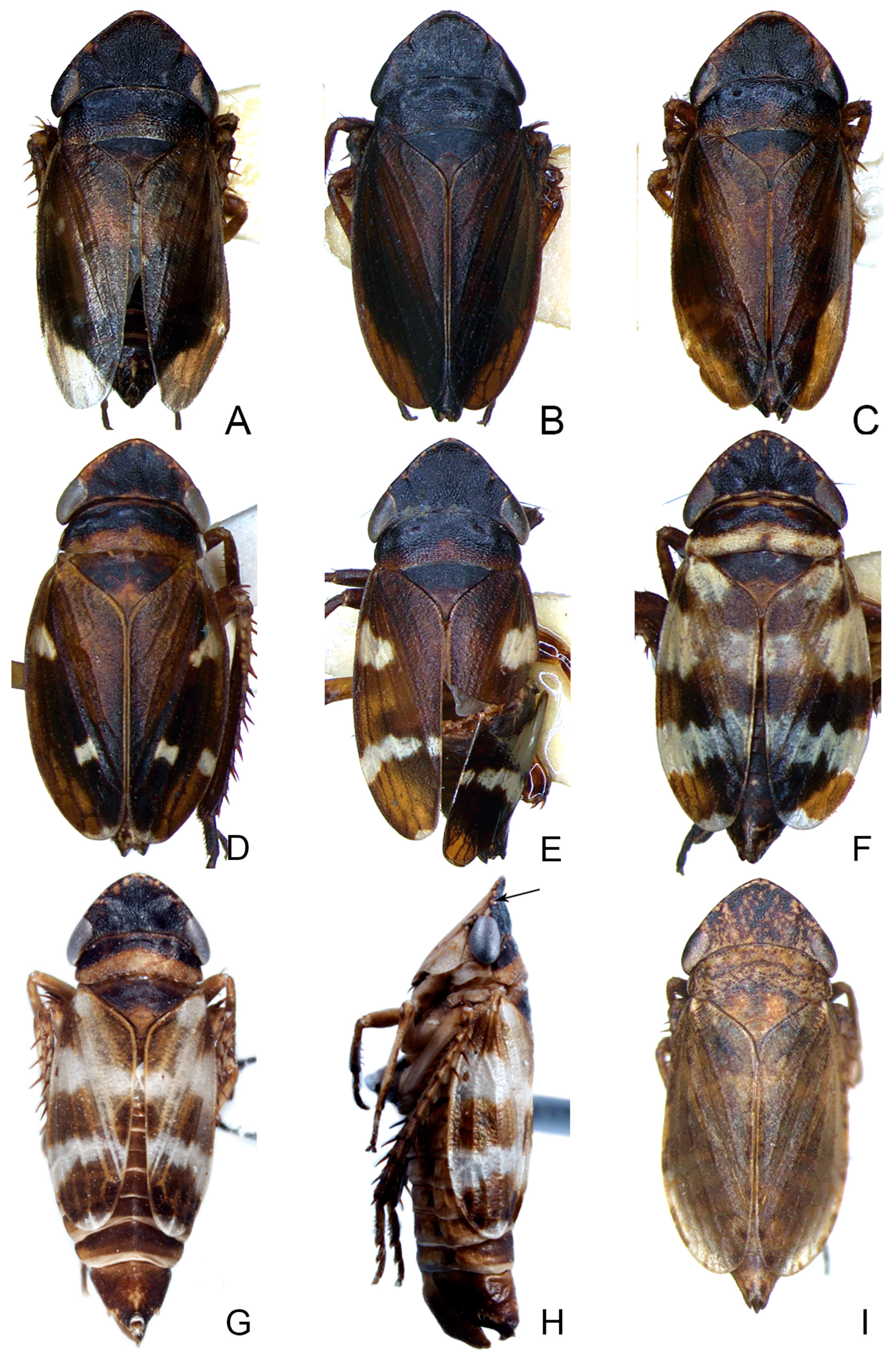 Insects 14 00291 g004 Insects 14 00291 g004