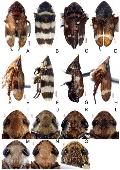 Insects 14 00291 g005