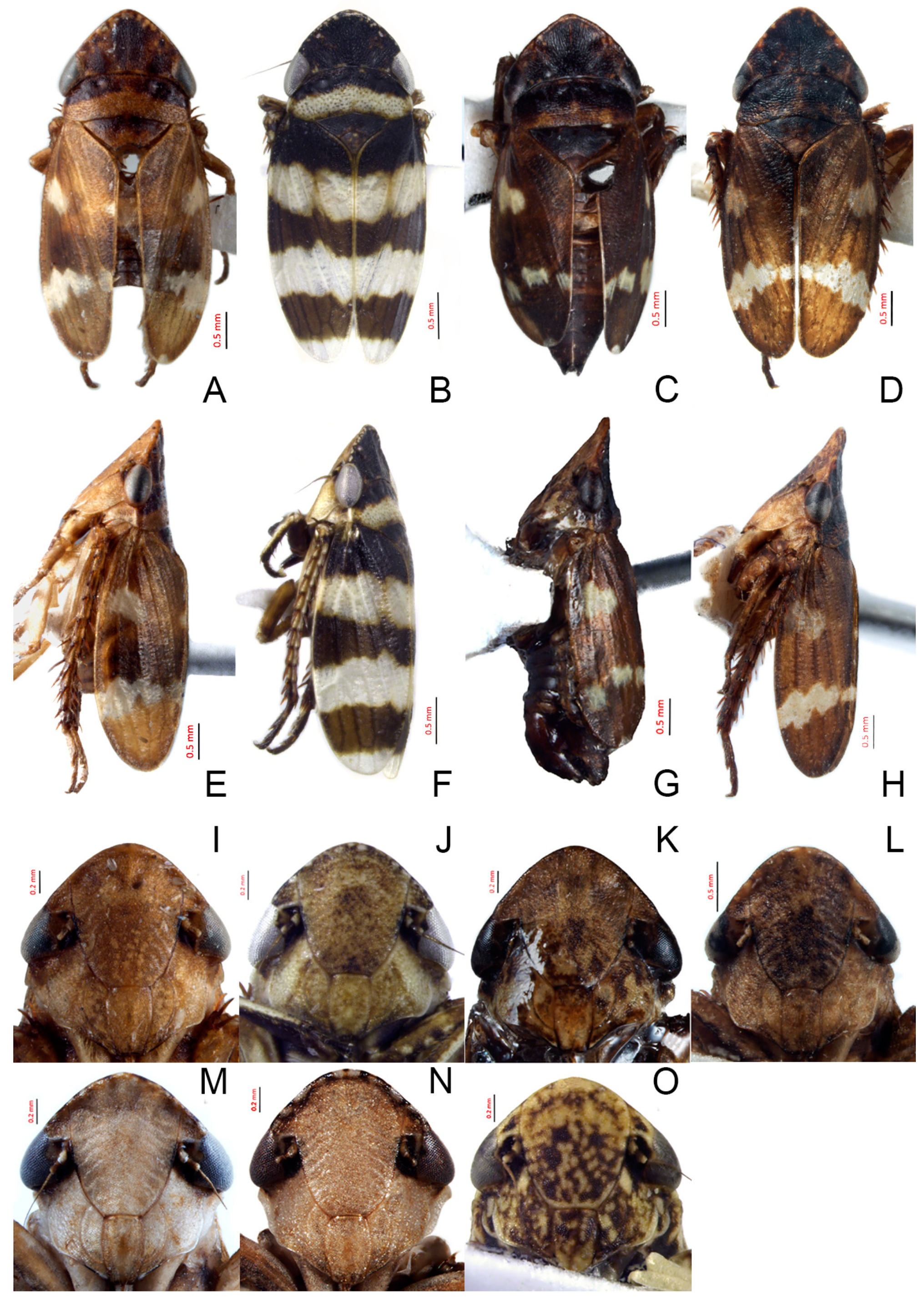 Insects 14 00291 g005 Insects 14 00291 g005