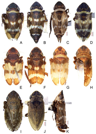 Insects 14 00291 g008