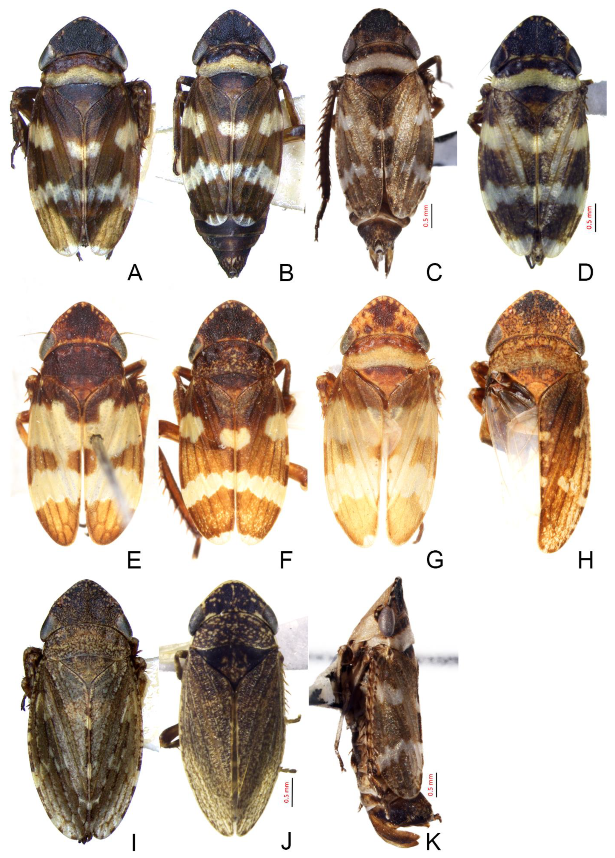 Insects 14 00291 g008 Insects 14 00291 g008