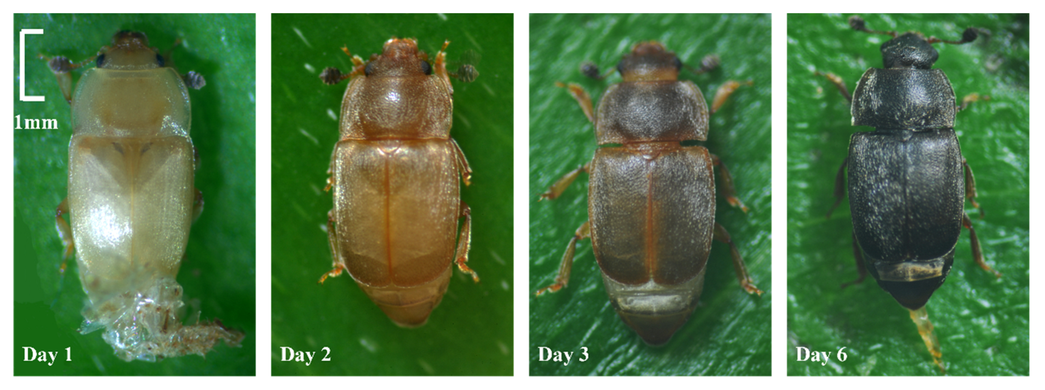 Insects 14 00299 g002