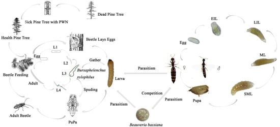 Insects 14 00320 g0a1
