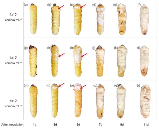 Insects 14 00320 g0a2