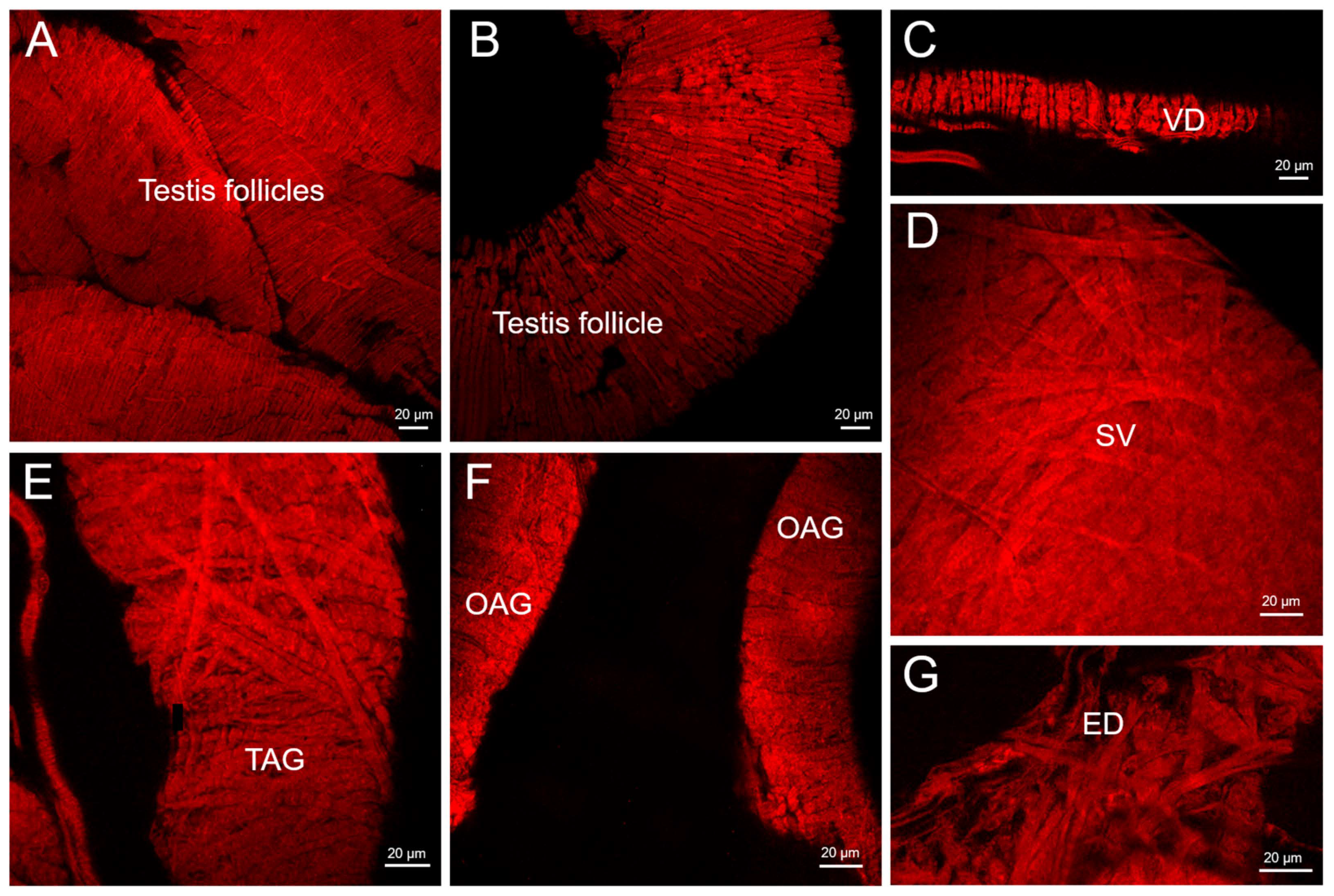 Insects 14 00324 g002