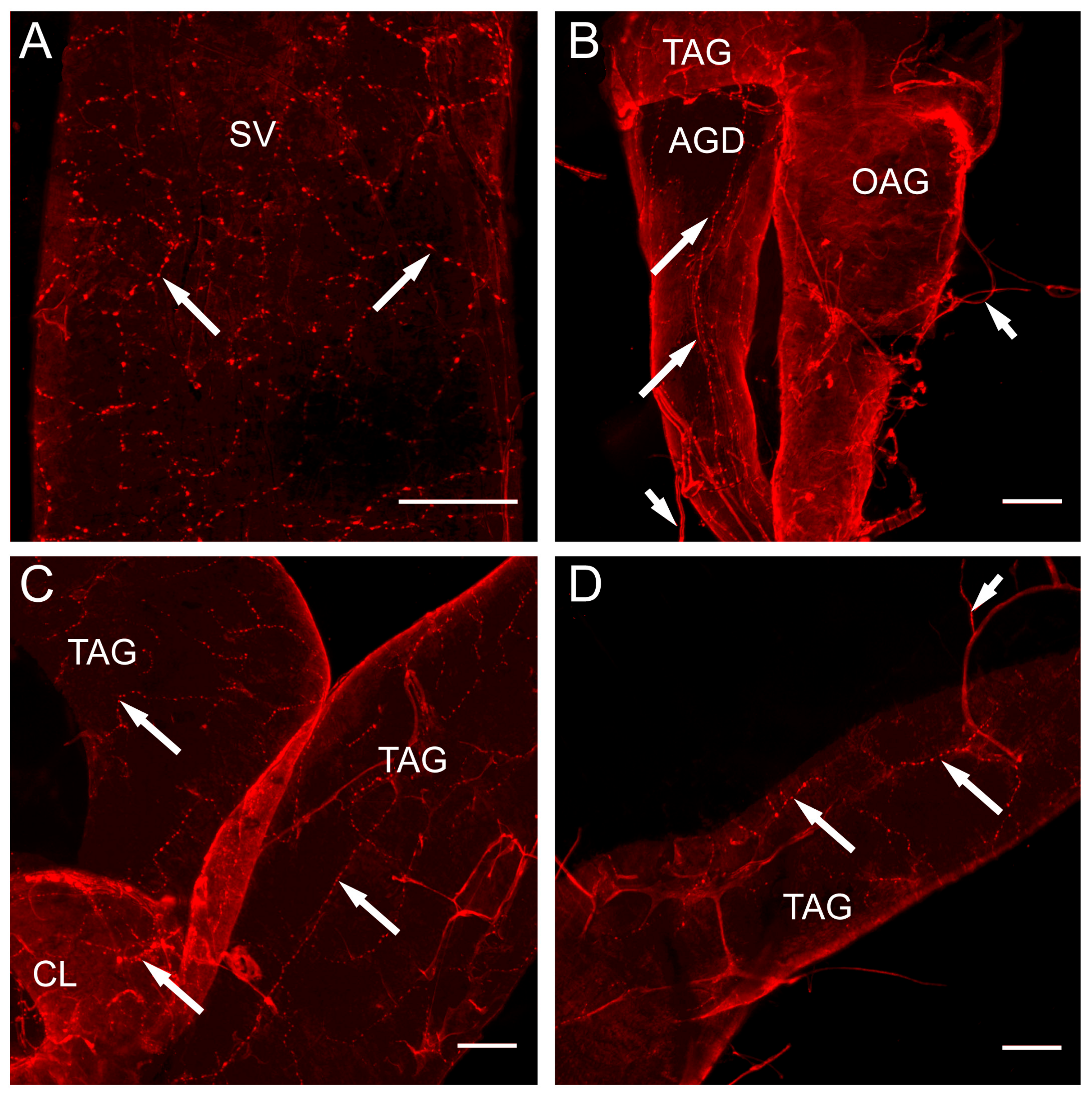 Insects 14 00324 g003