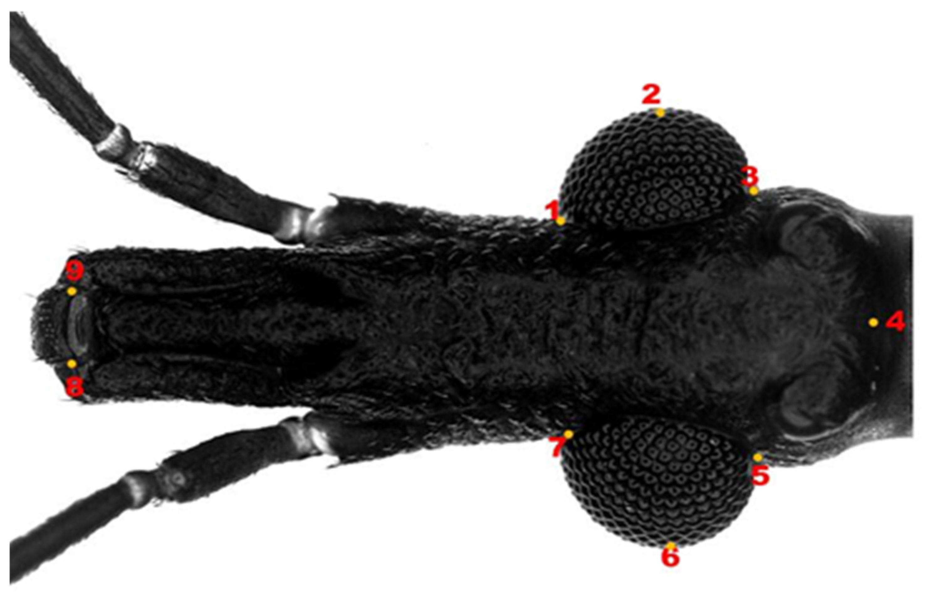 Insects 14 00325 g002