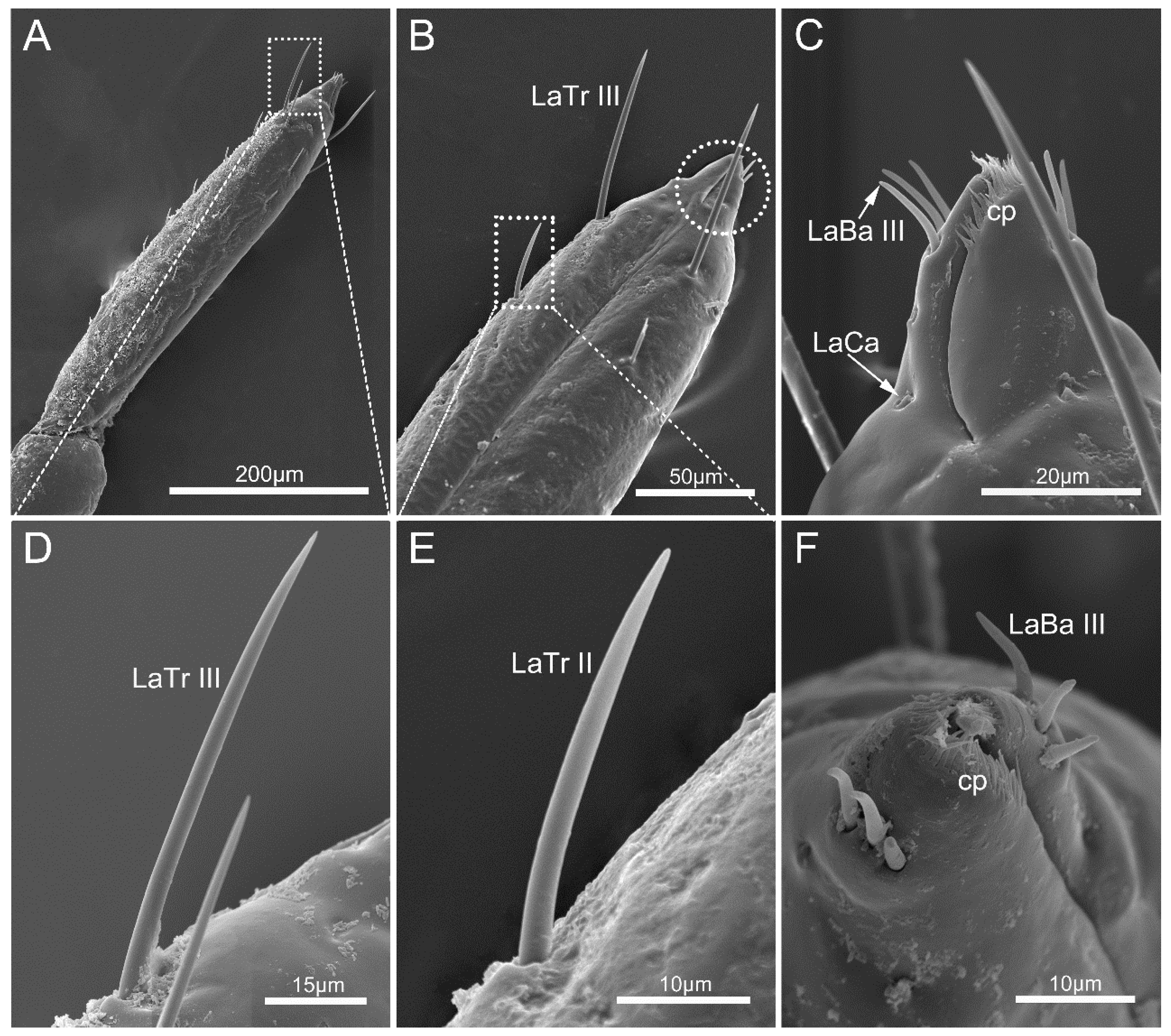 Insects 14 00333 g006