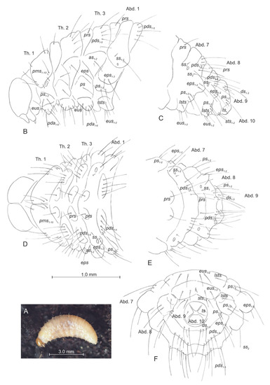 Insects 14 00360 g004