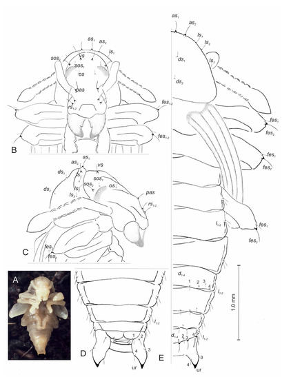 Insects 14 00360 g010