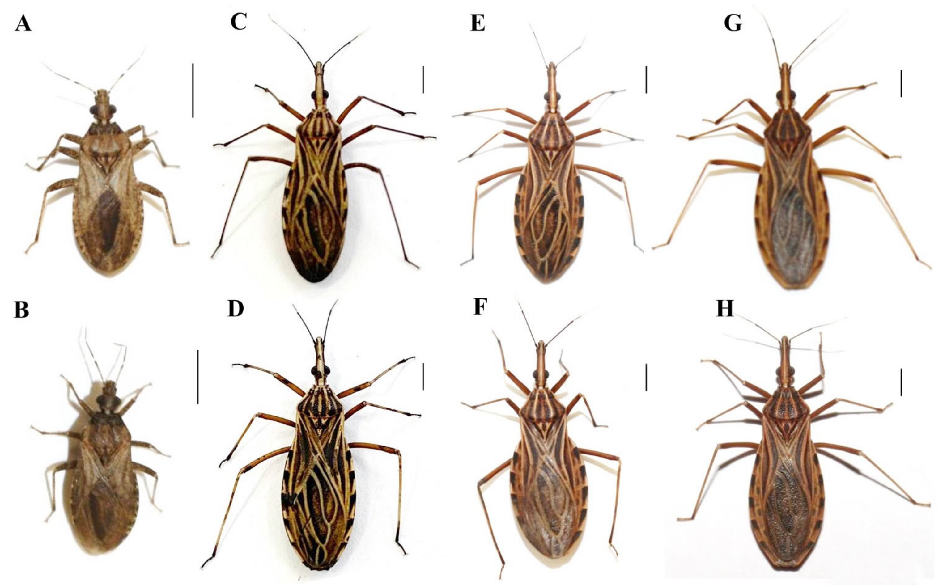 Insects 14 00378 g001