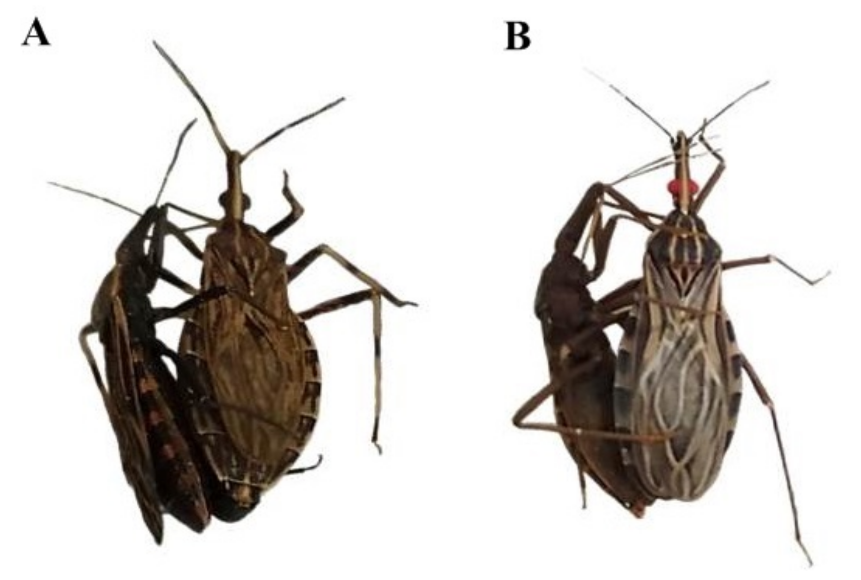 Insects 14 00378 g003