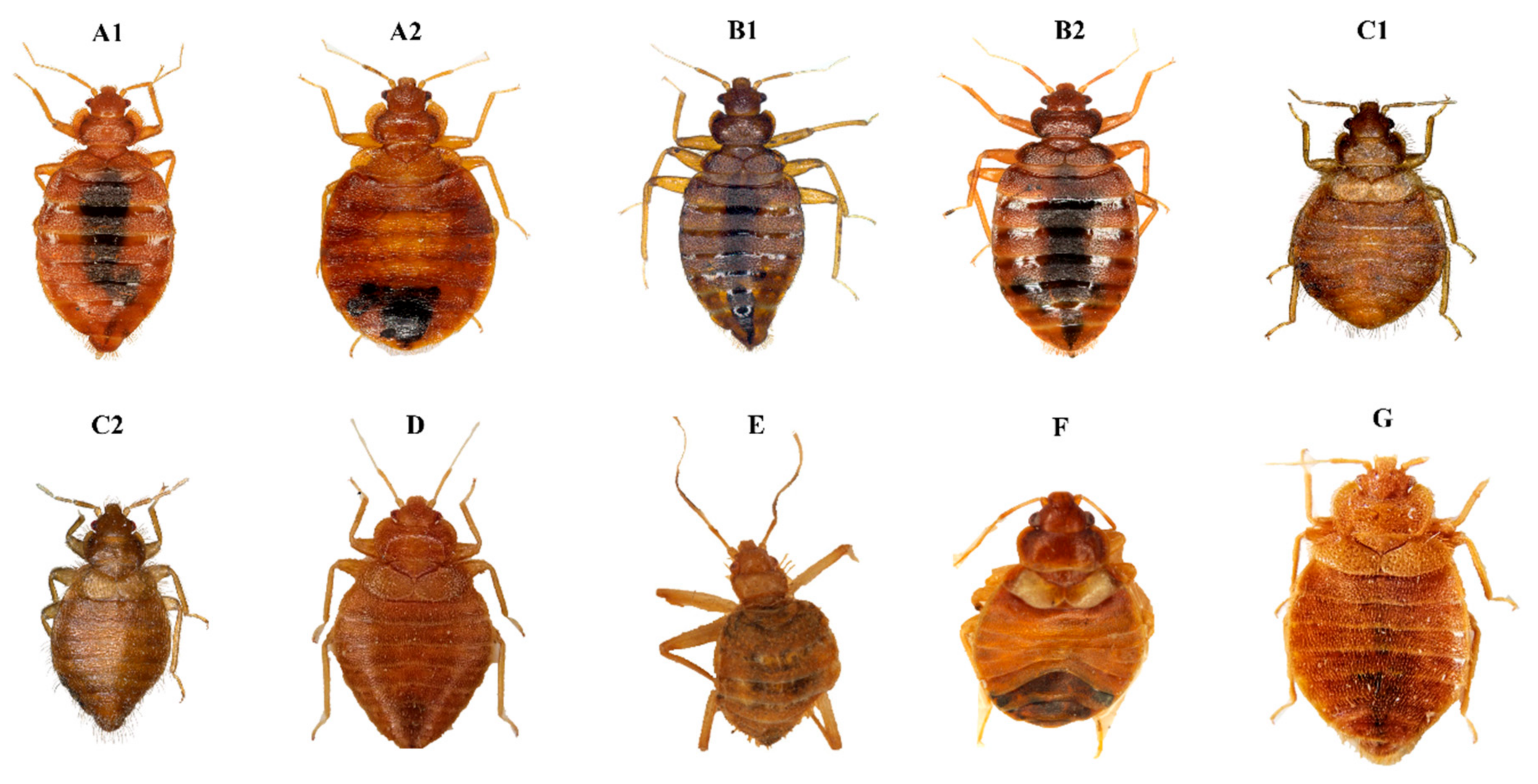 Insects 14 00392 g001