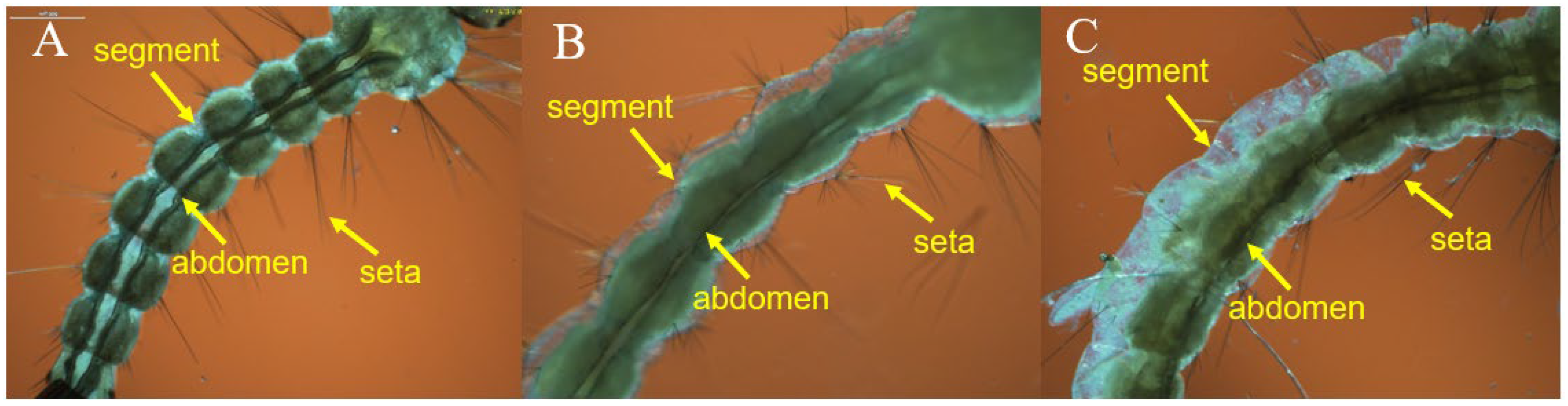 Insects 14 00399 g006