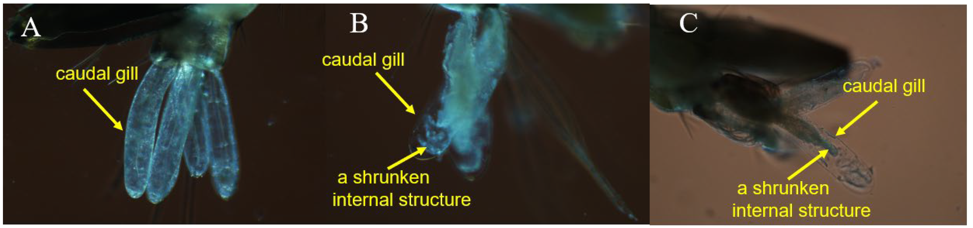 Insects 14 00399 g007