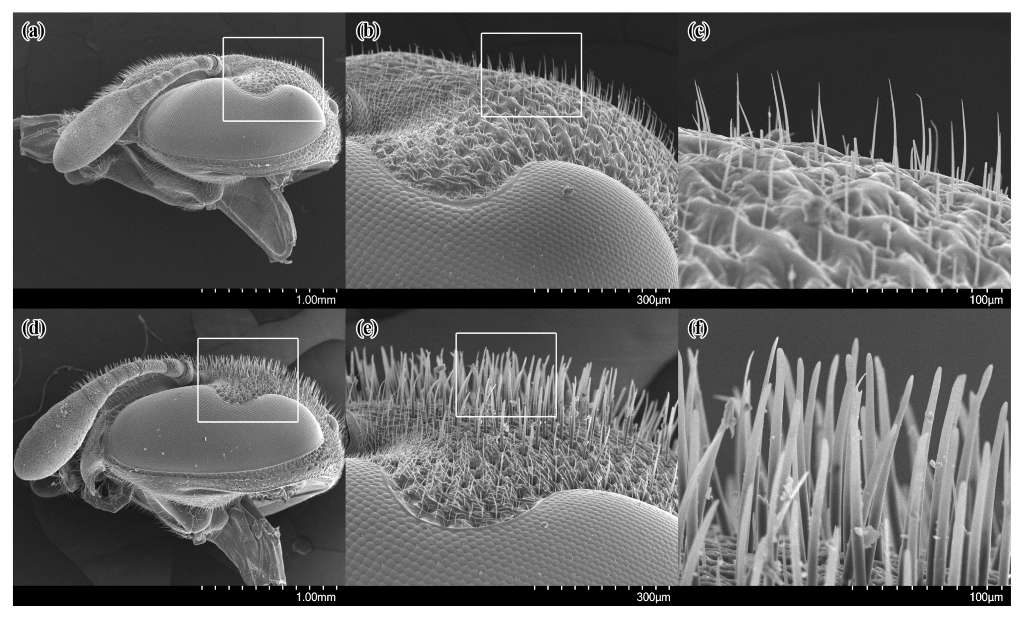 Insects 14 00408 g002 Insects 14 00408 g002