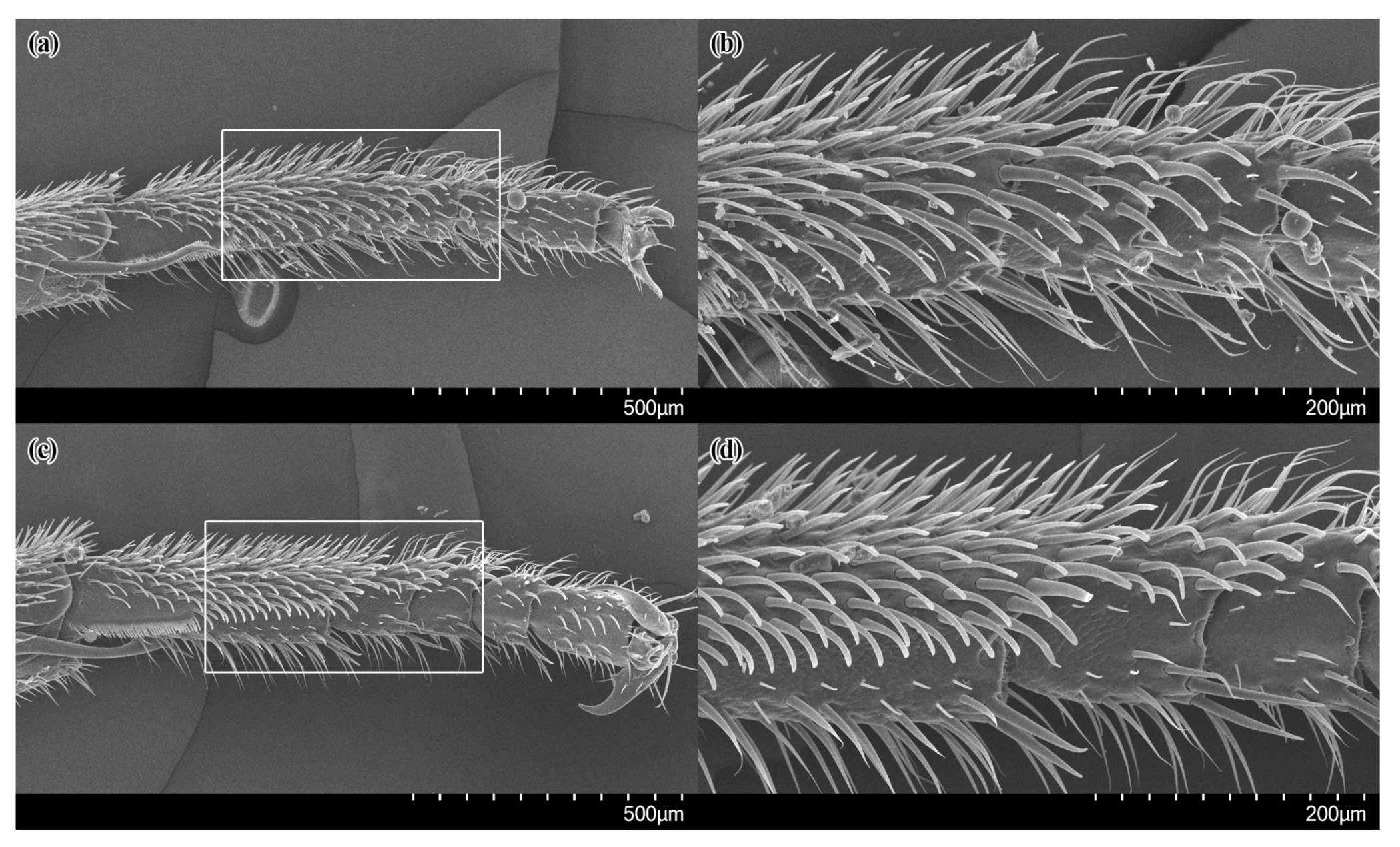 Insects 14 00408 g003 Insects 14 00408 g003