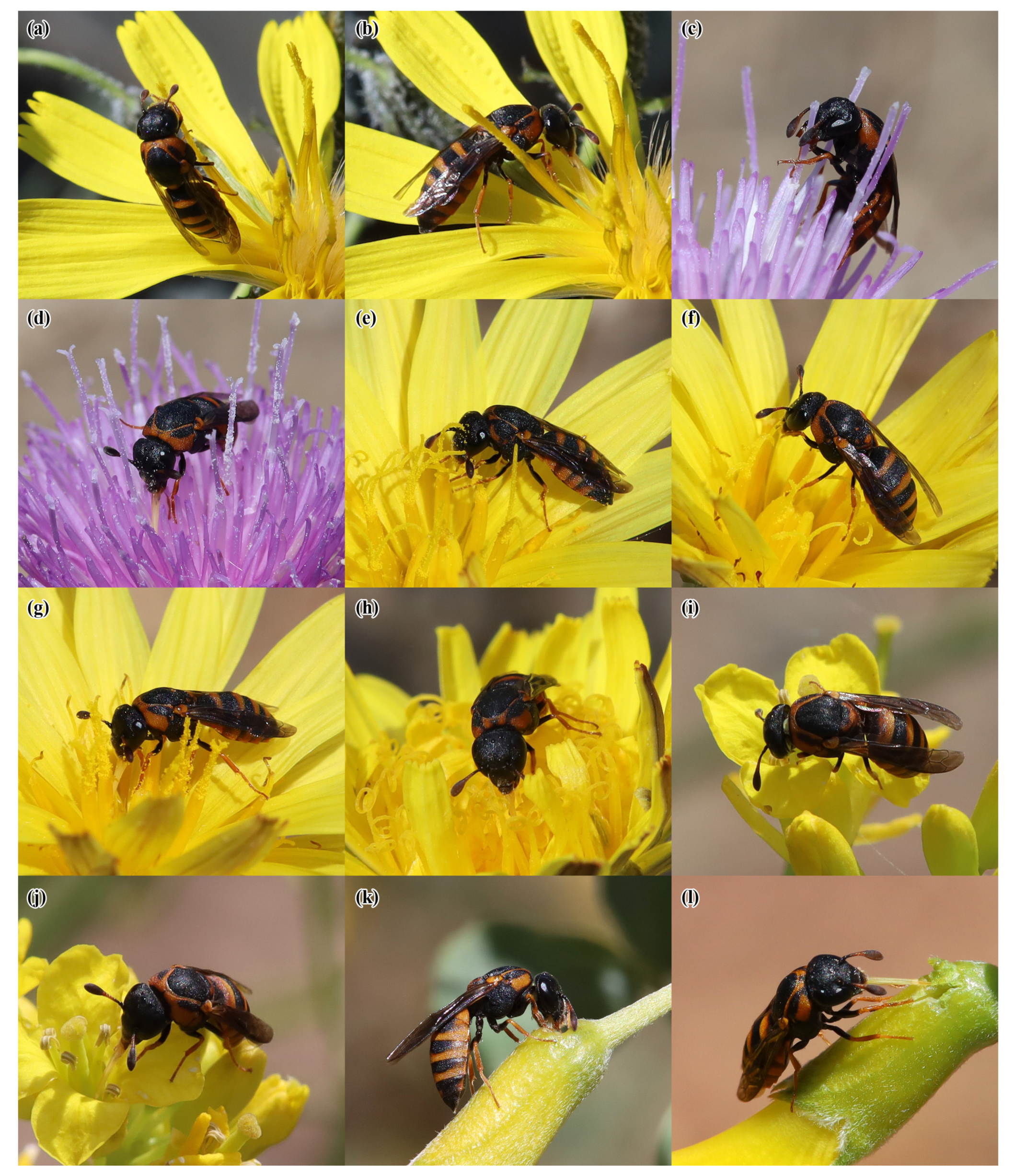 Insects 14 00408 g004 Insects 14 00408 g004