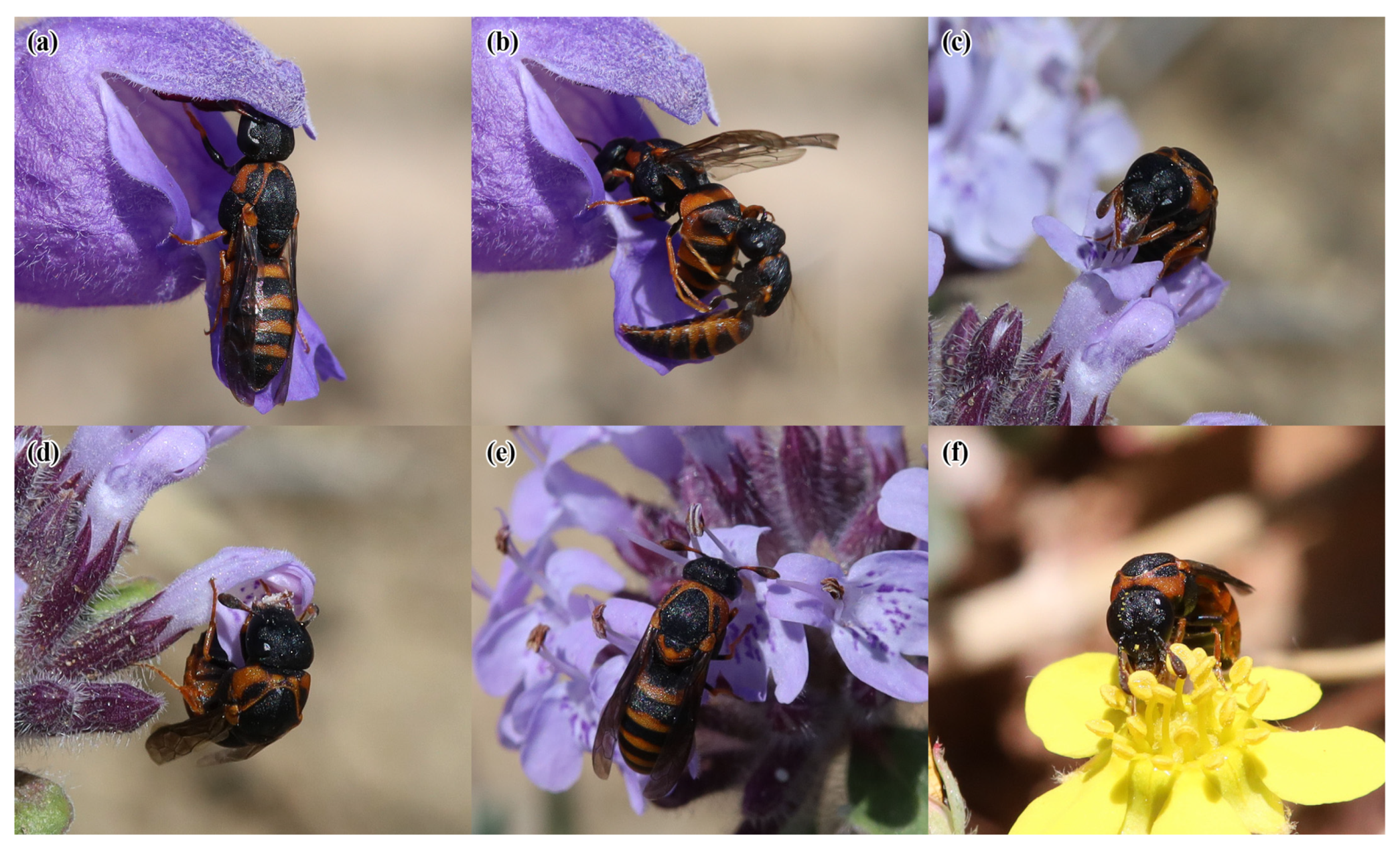 Insects 14 00408 g005 Insects 14 00408 g005