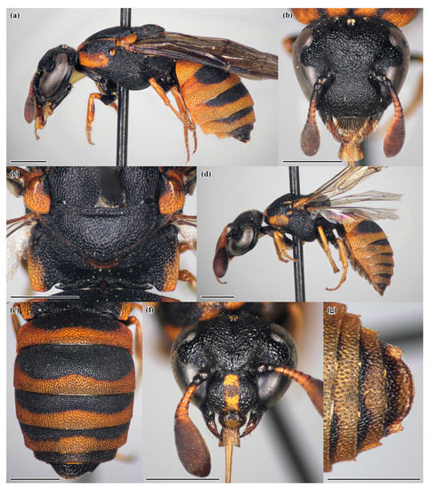 Insects 14 00408 g0a1