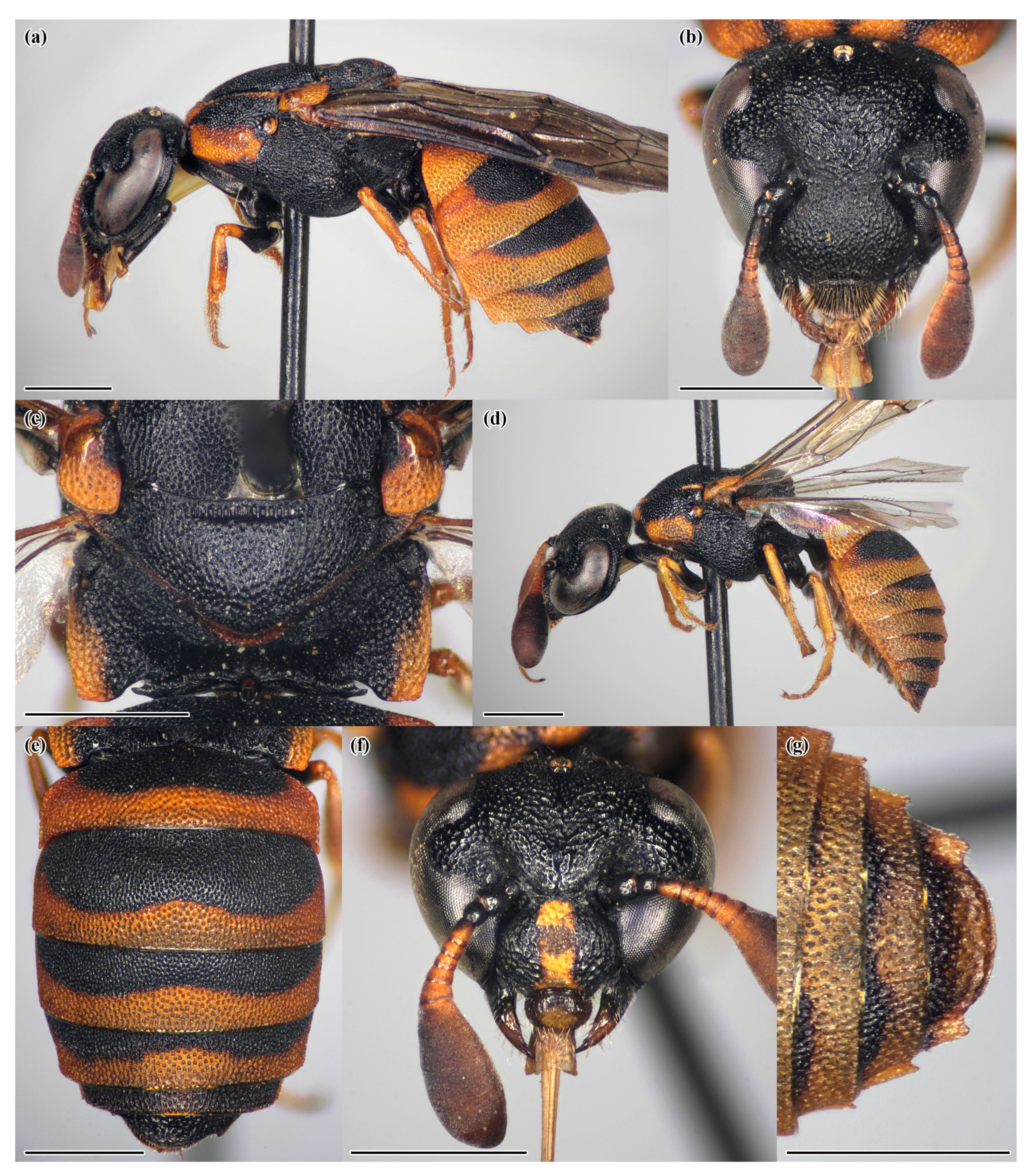 Insects 14 00408 g0a1 Insects 14 00408 g0a1