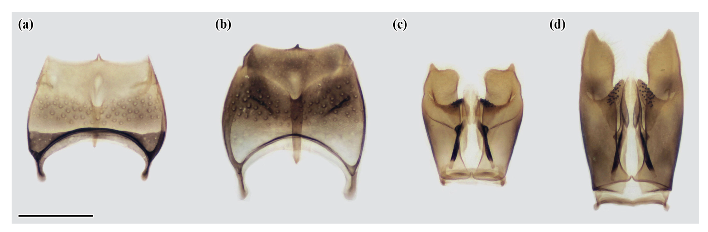 Insects 14 00408 g0a2 Insects 14 00408 g0a2