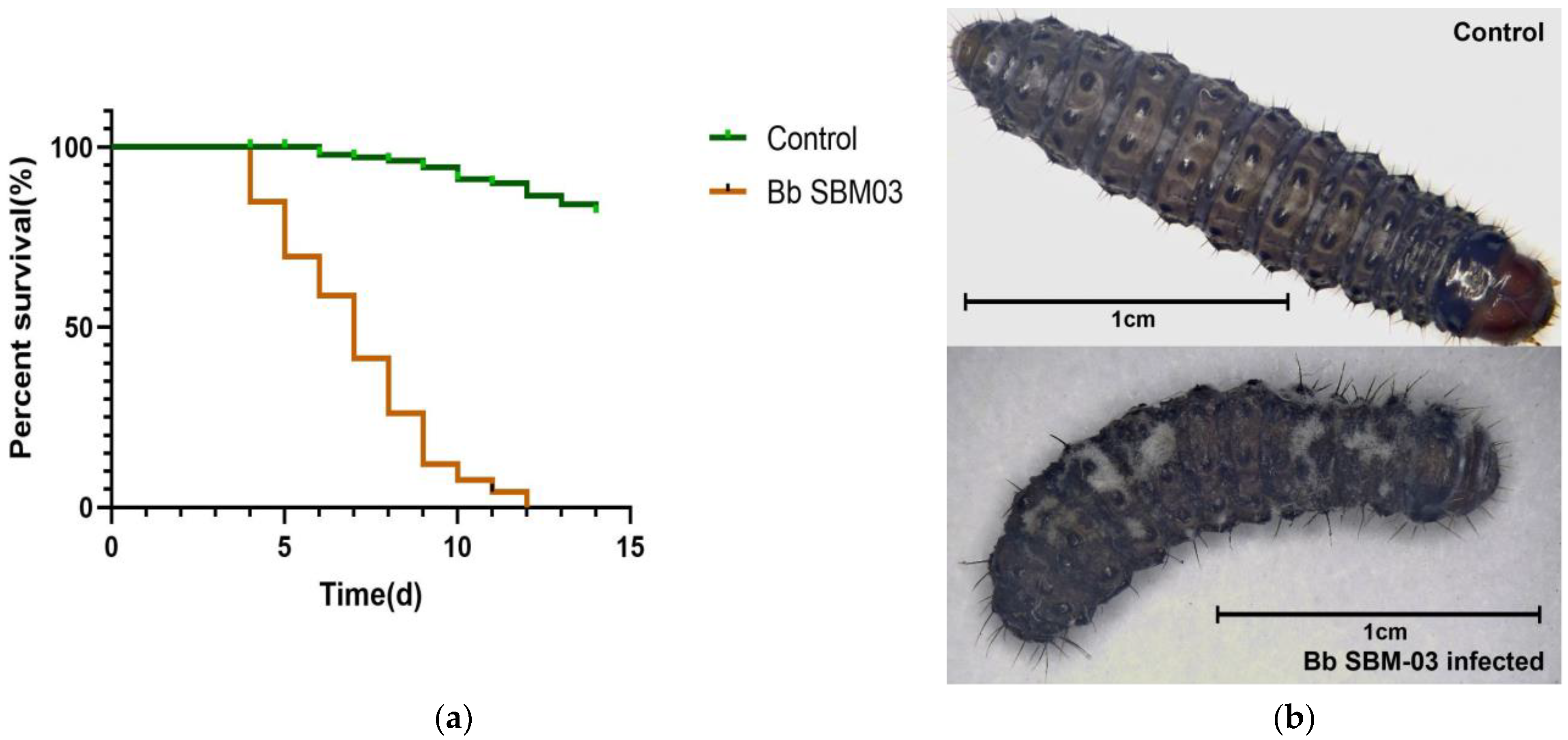 Insects 14 00409 g001