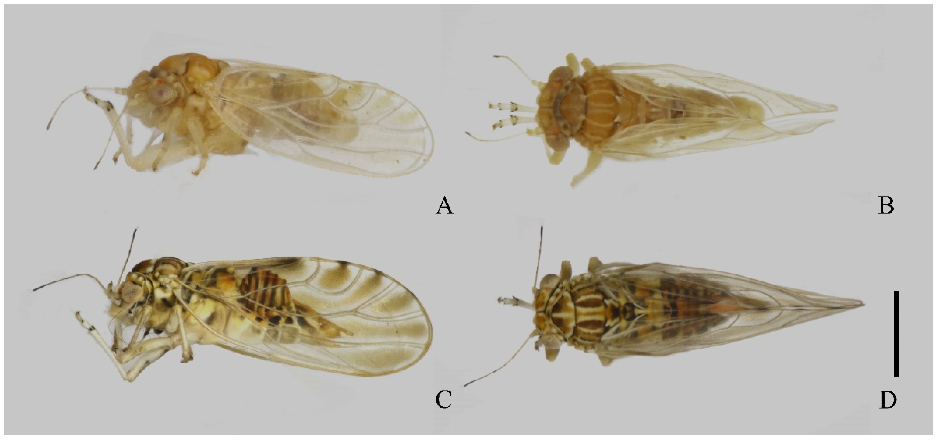 Insects 14 00414 g001