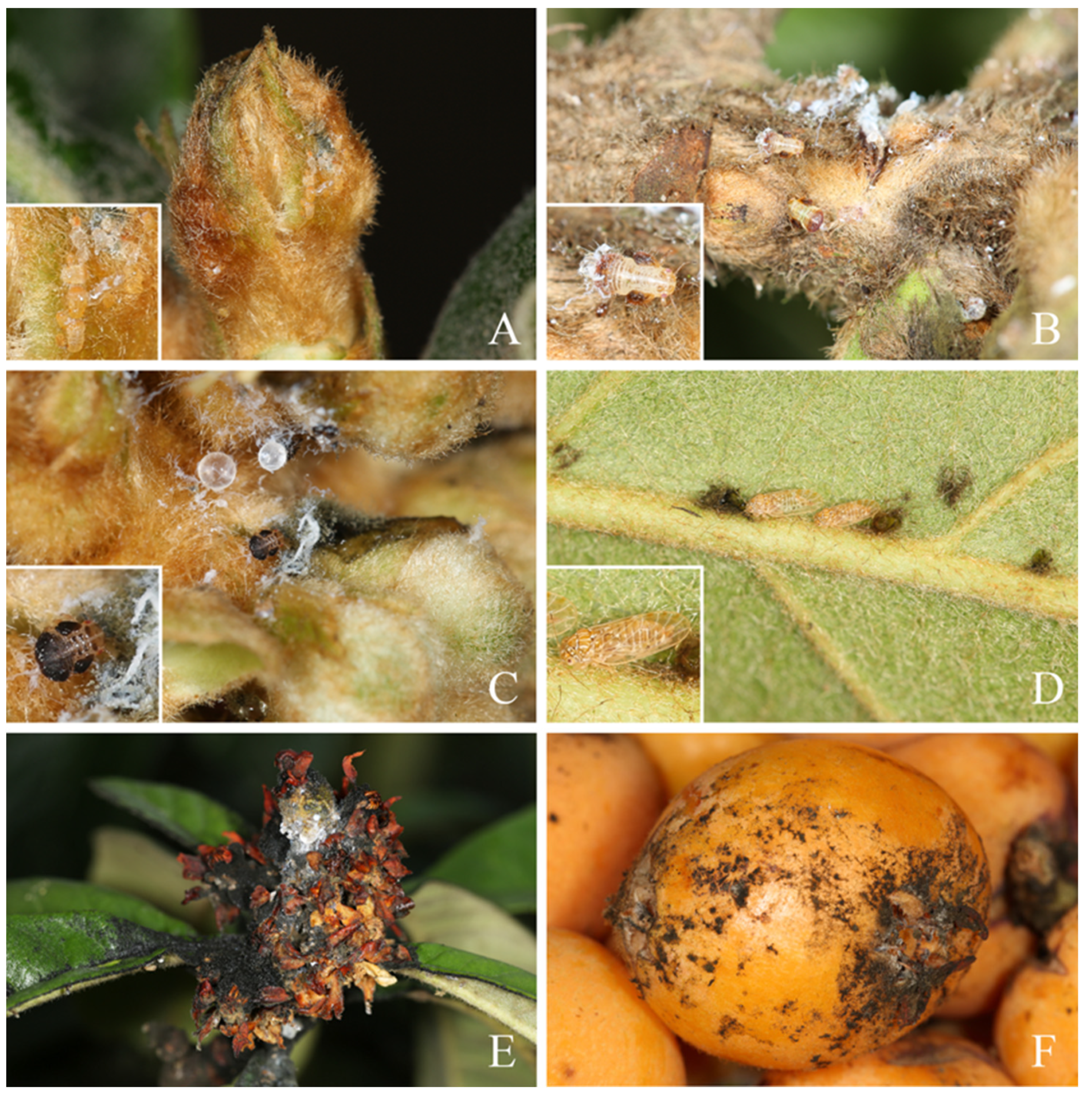 Insects 14 00414 g004