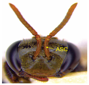 Insects 14 00438 i013 Insects 14 00438 i013