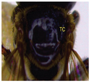 Insects 14 00438 i014 Insects 14 00438 i014