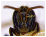 Insects 14 00438 i015 Insects 14 00438 i015