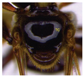 Insects 14 00438 i016 Insects 14 00438 i016