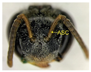 Insects 14 00438 i017 Insects 14 00438 i017