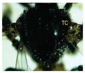 Insects 14 00438 i018 Insects 14 00438 i018