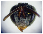 Insects 14 00438 i019 Insects 14 00438 i019