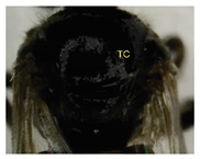 Insects 14 00438 i020 Insects 14 00438 i020