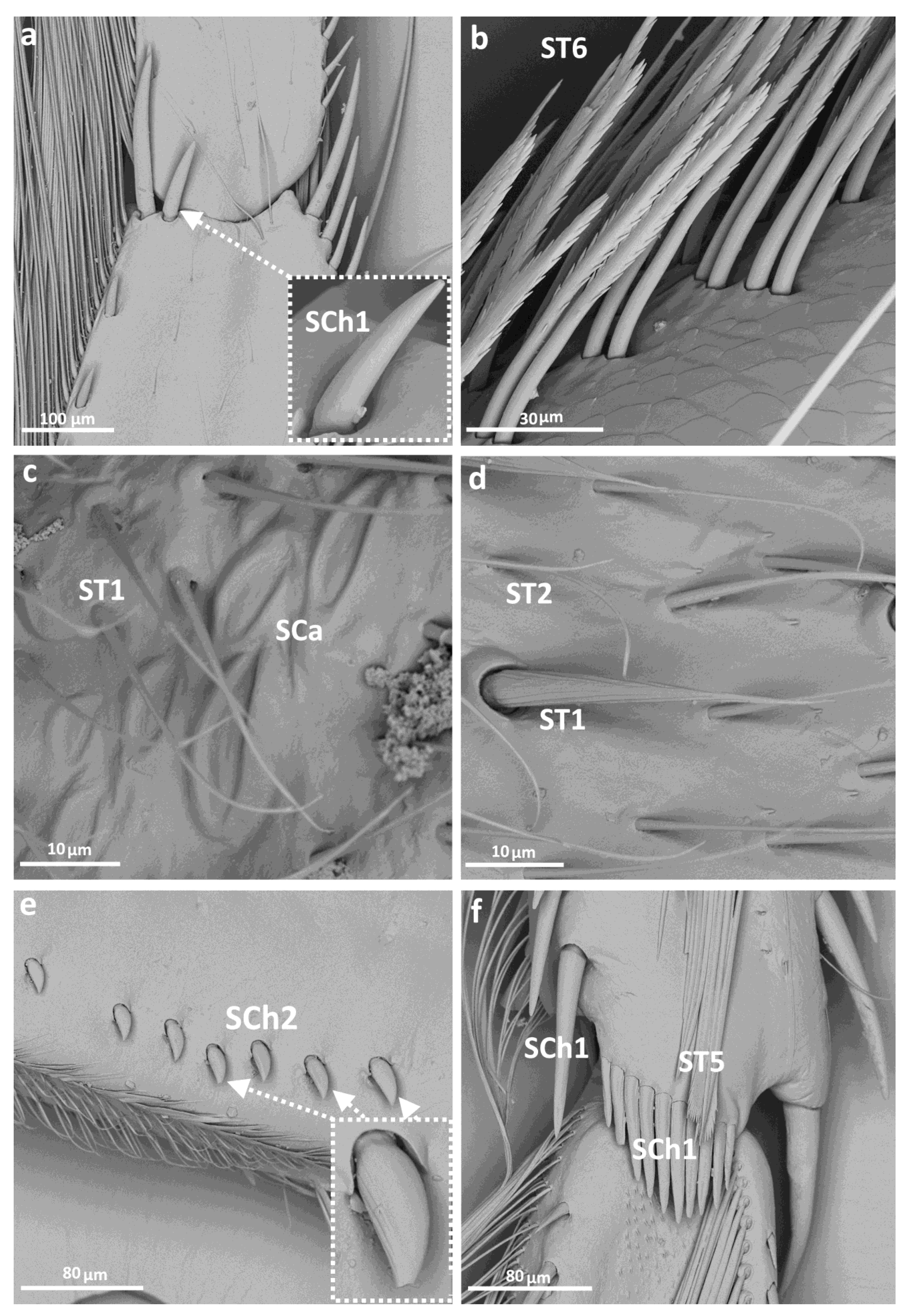 Insects 14 00441 g003