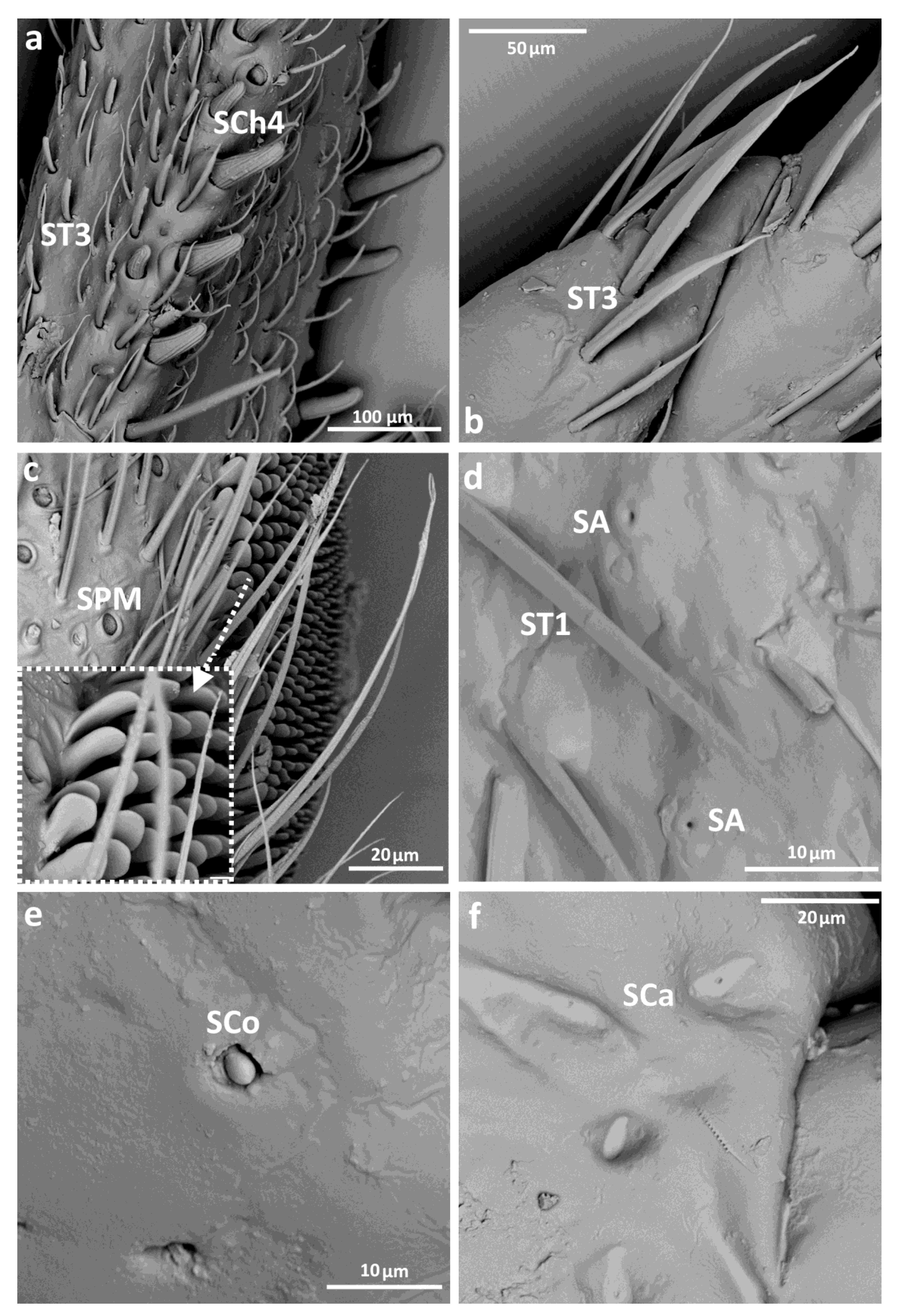 Insects 14 00441 g005