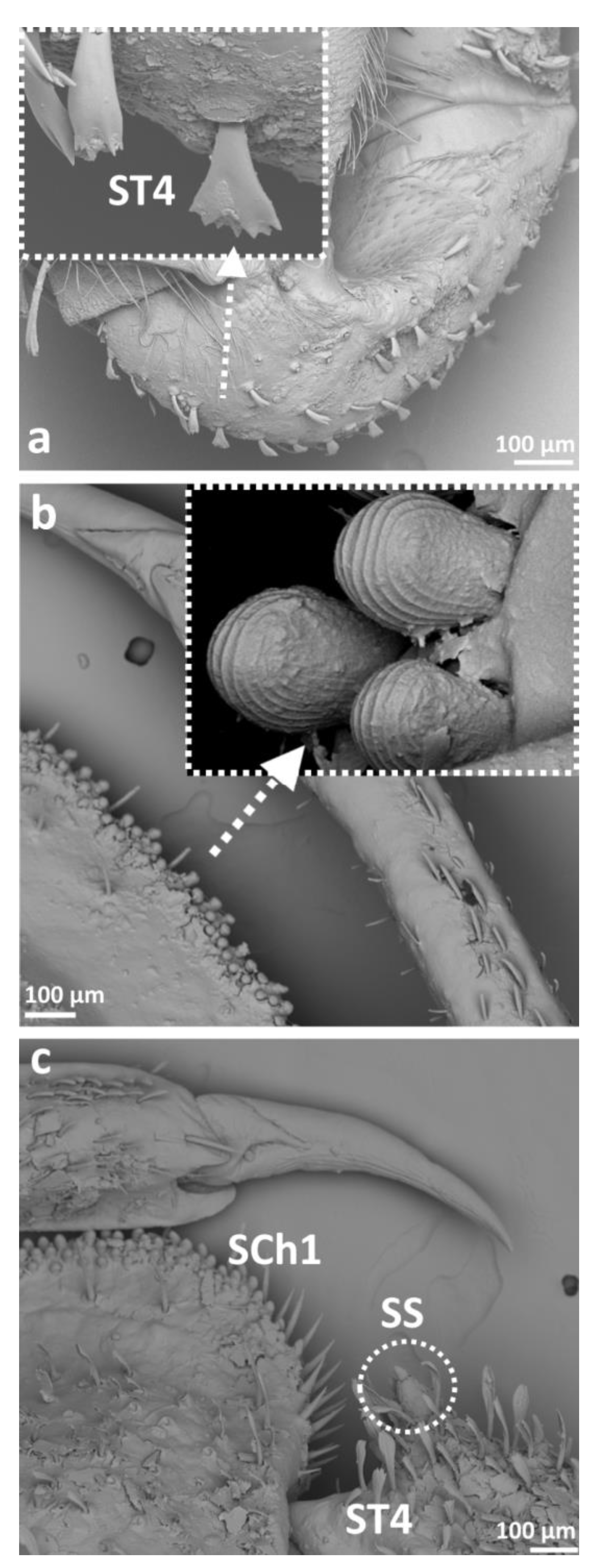 Insects 14 00441 g006