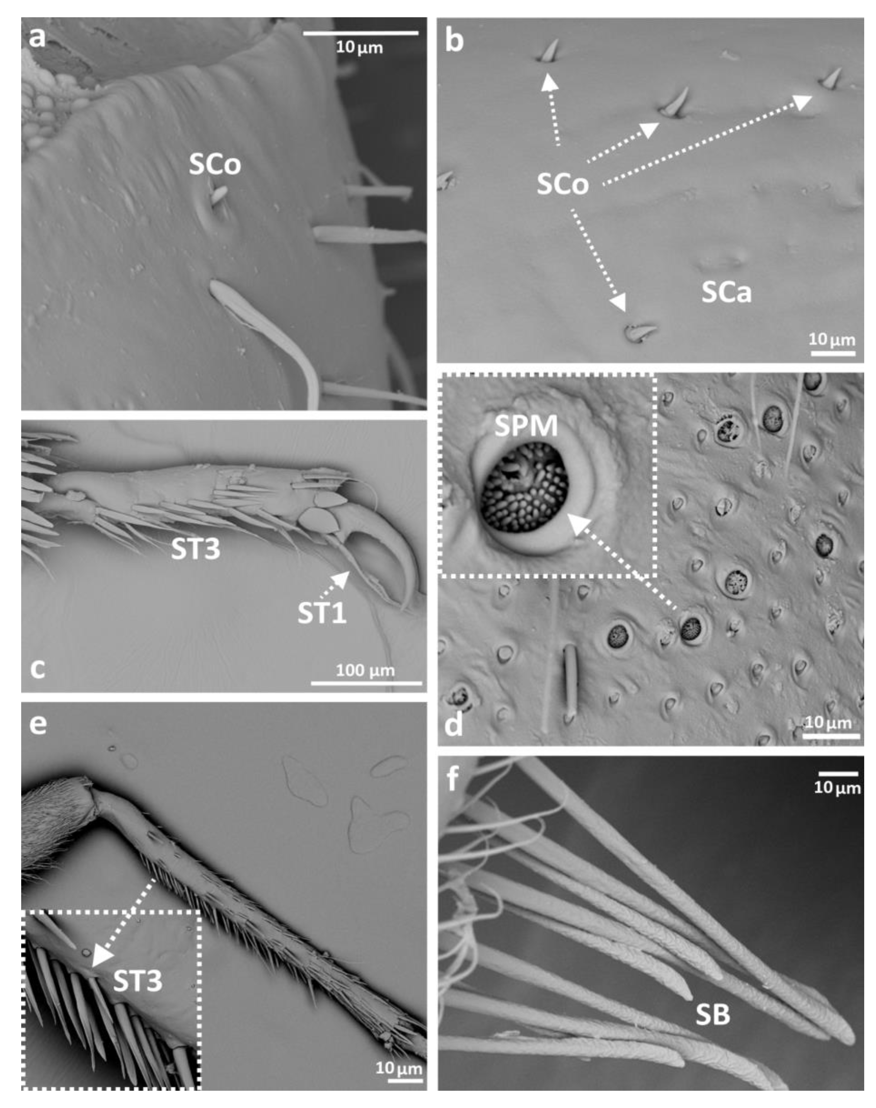 Insects 14 00441 g007