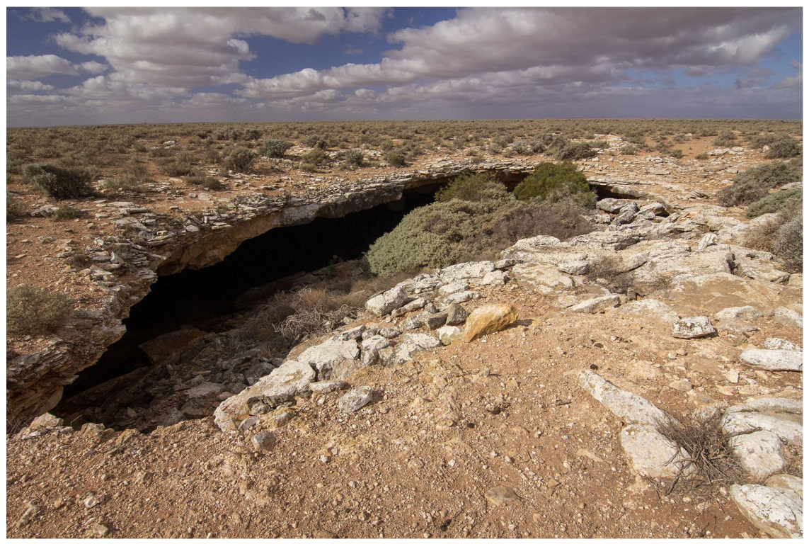 Insects 14 00449 g001