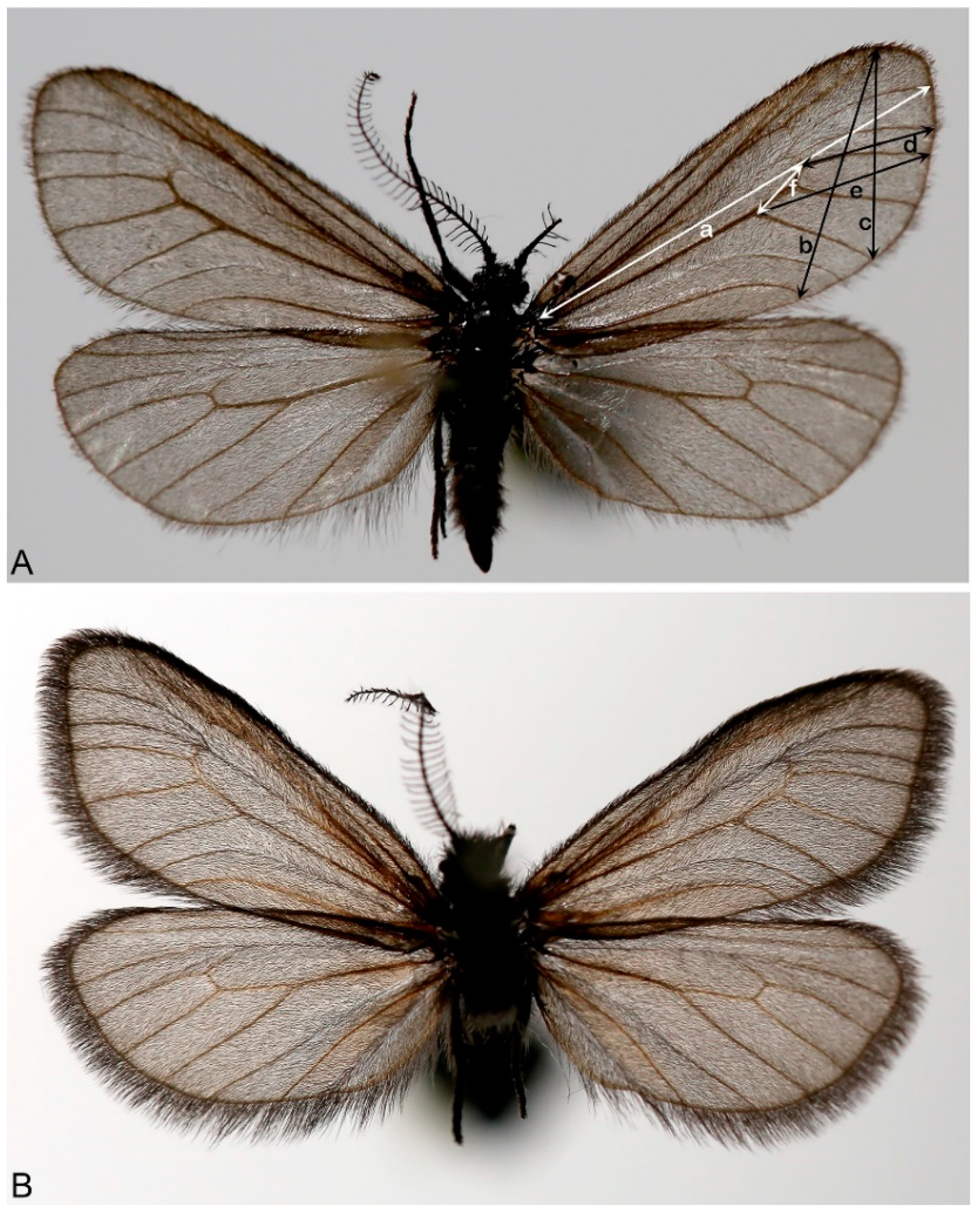 Insects 14 00455 g001