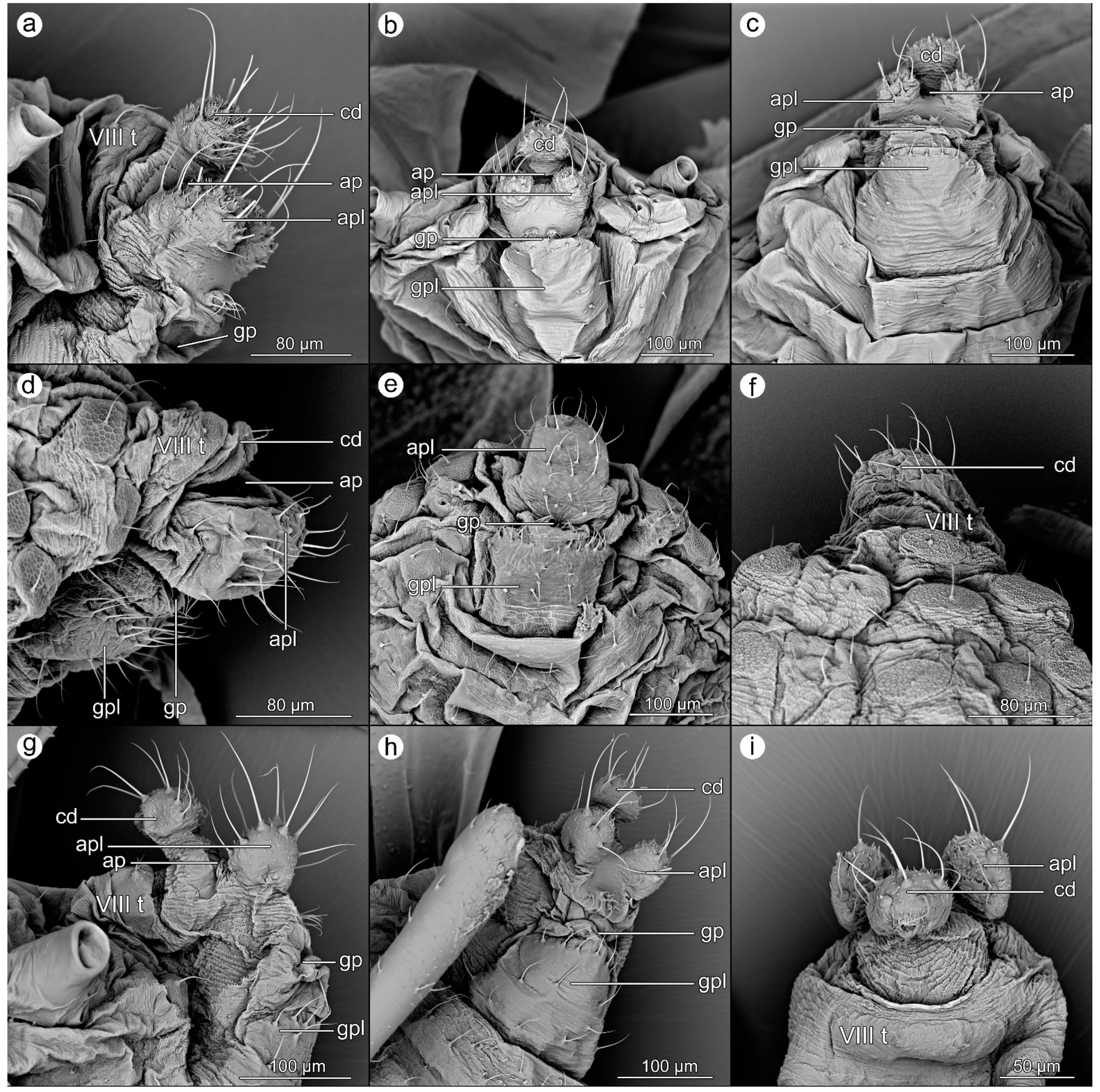 Insects 14 00471 g004