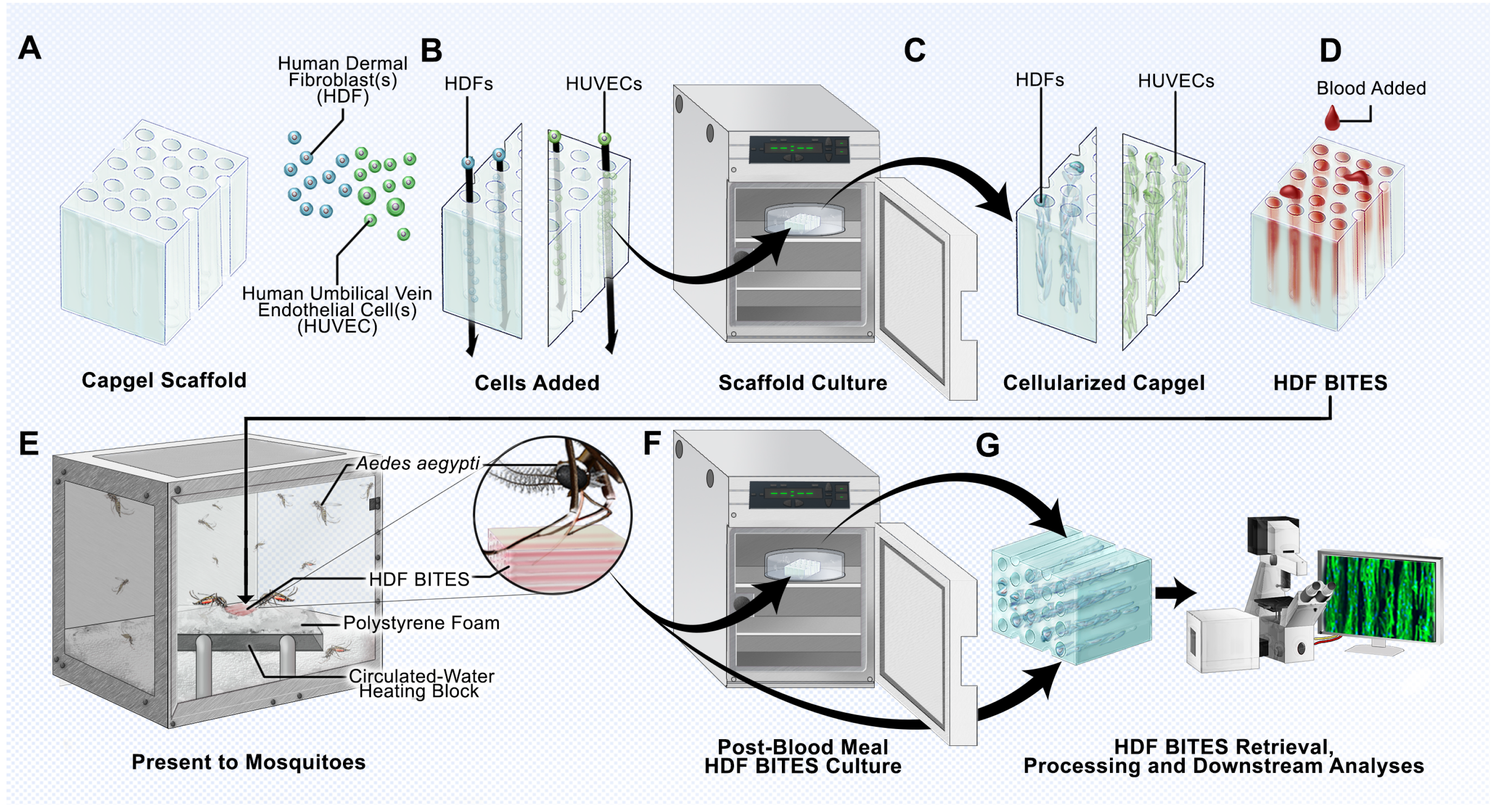 Insects 14 00514 g001