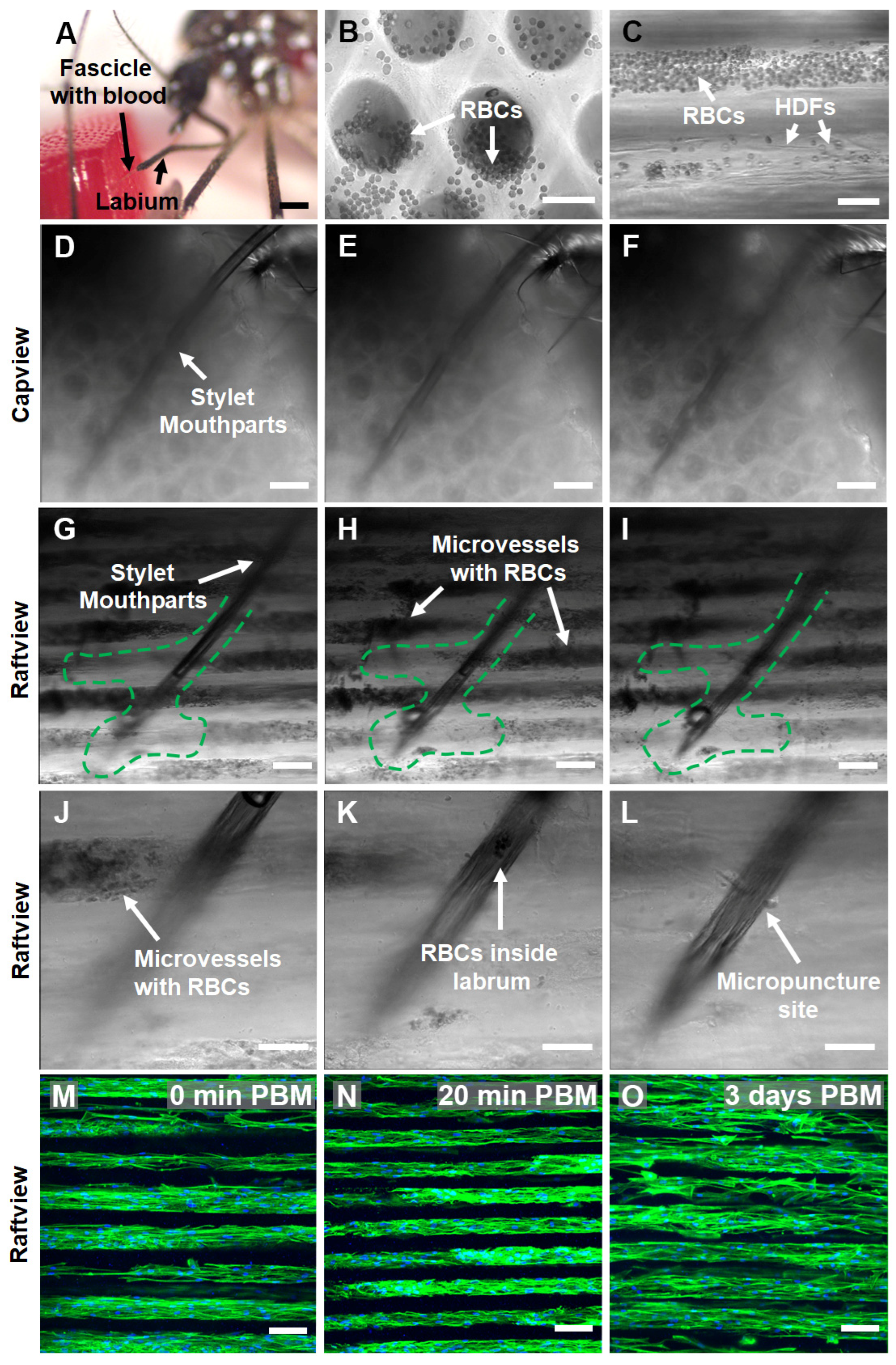 Insects 14 00514 g007