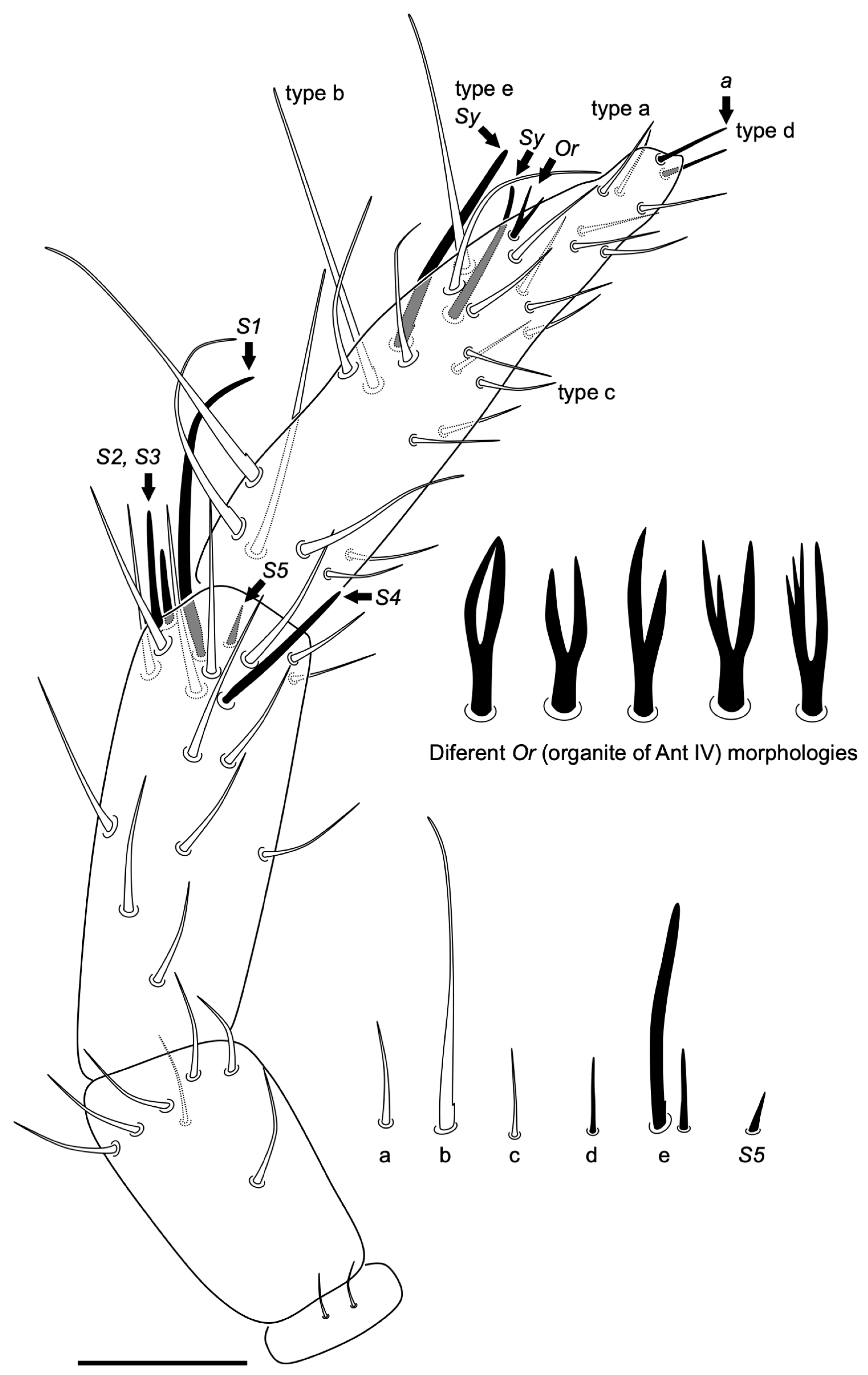 Insects 14 00525 g005