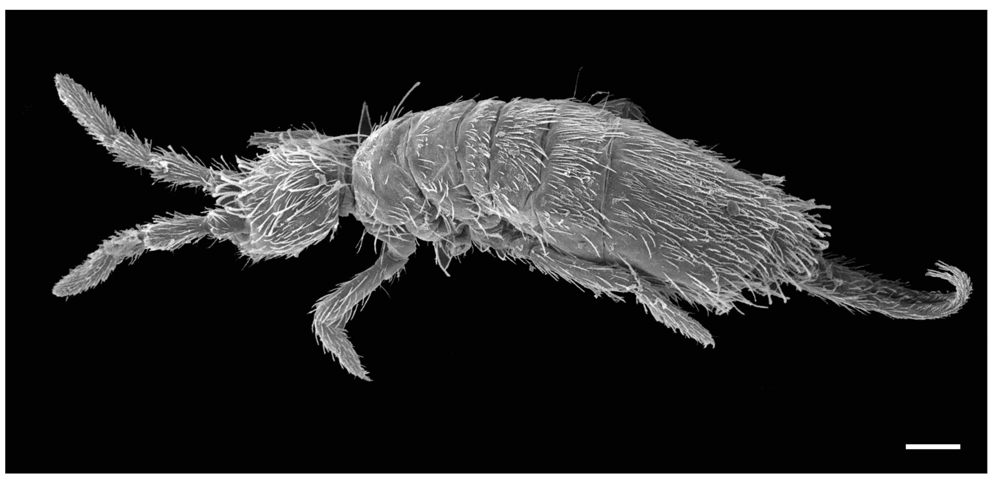 Insects 14 00525 g010