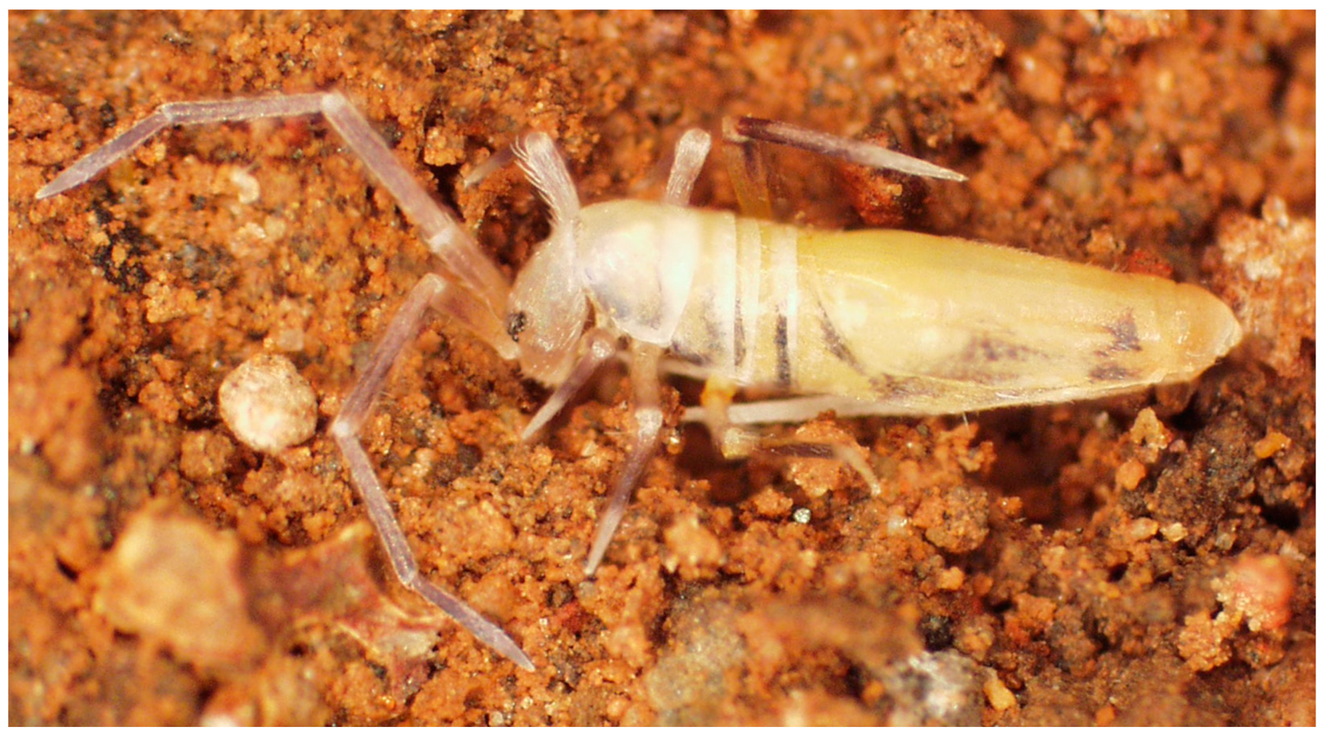 Insects 14 00525 g016