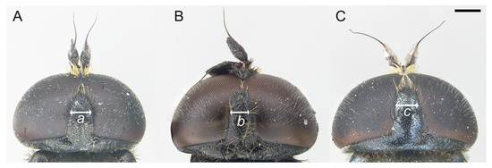 Insects 14 00541 g004